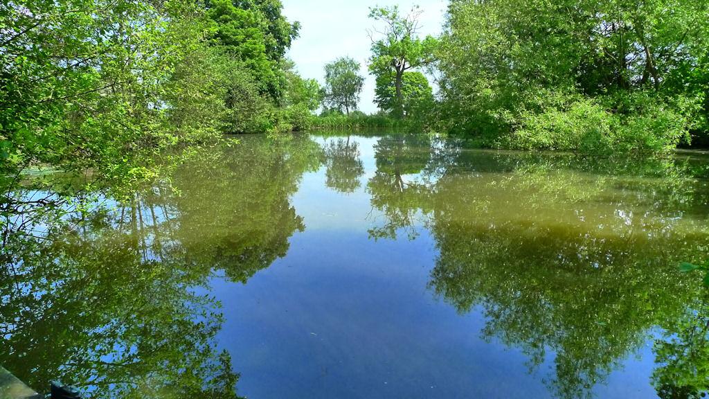 So good :) - carppegsmallsilverbirch.jpg